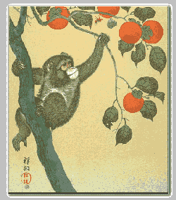 Print - Monkey in a persimon tree